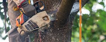 Best Tree Mulching  in Cudahy, WI