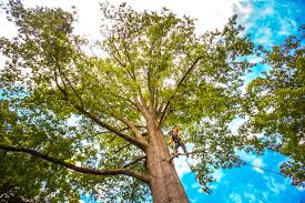 Best Arborist Consultation Services  in Cudahy, WI