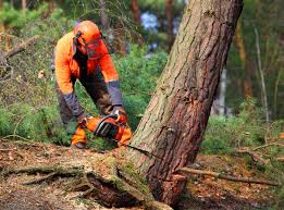 Reliable Cudahy, WI Tree Services Solutions