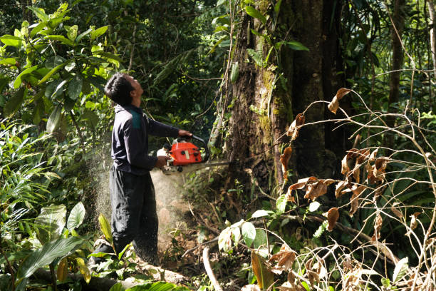 Best Tree Preservation Services  in Cudahy, WI