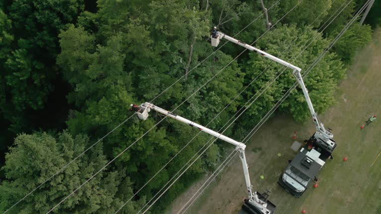 Best Tree Risk Assessment  in Cudahy, WI