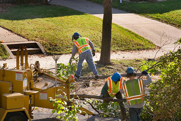 Best Stump Grinding and Removal  in Cudahy, WI