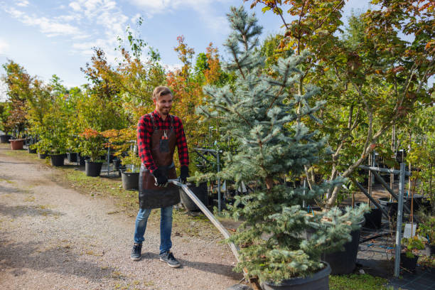 Best Root Management and Removal  in Cudahy, WI
