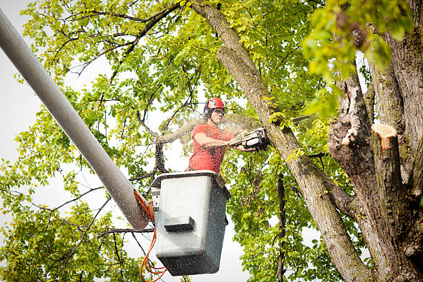 Best Hedge Trimming  in Cudahy, WI